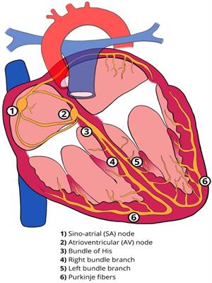 Conduction system pacing on track to replace CRT? Review of current evidence and prospects of conduction system pacing